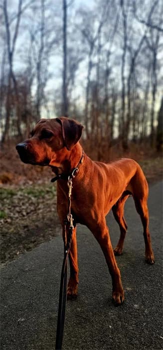Leo II, male Rhodesian Ridgeback for adoption at Rhodesian Ridgeback in Not, Lübeck