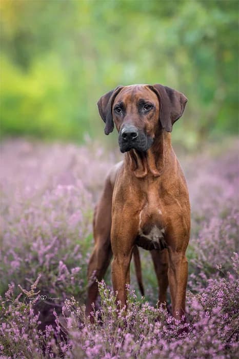 Leo, male Rhodesian Ridgeback for adoption at Rhodesian Ridgeback in Not, Lübeck