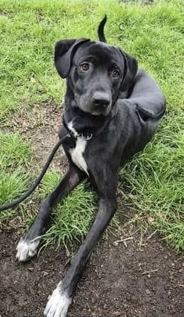 Lumos, male Rhodesian Ridgeback for adoption at Rhodesian Ridgeback in Not, Lübeck