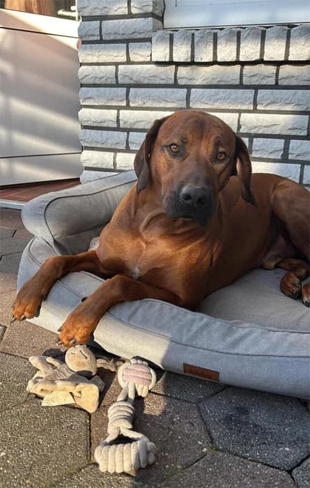 Max, male Rhodesian Ridgeback for adoption at Rhodesian Ridgeback in Not, Lübeck