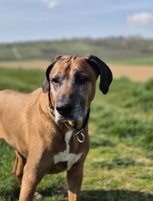 Milo, male Rhodesian Ridgeback for adoption at Rhodesian Ridgeback in Not, Lübeck