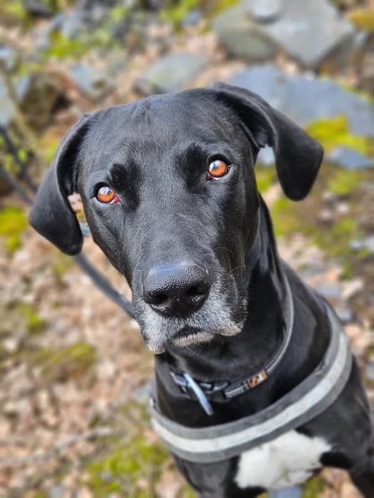 Nero, male Rhodesian Ridgeback for adoption at Rhodesian Ridgeback in Not, Lübeck