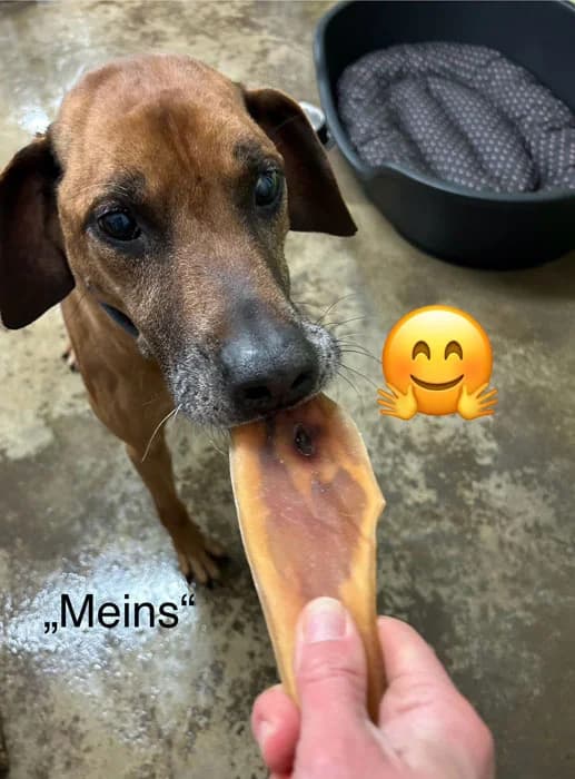 Peanut, male Rhodesian Ridgeback for adoption at Rhodesian Ridgeback in Not, Lübeck