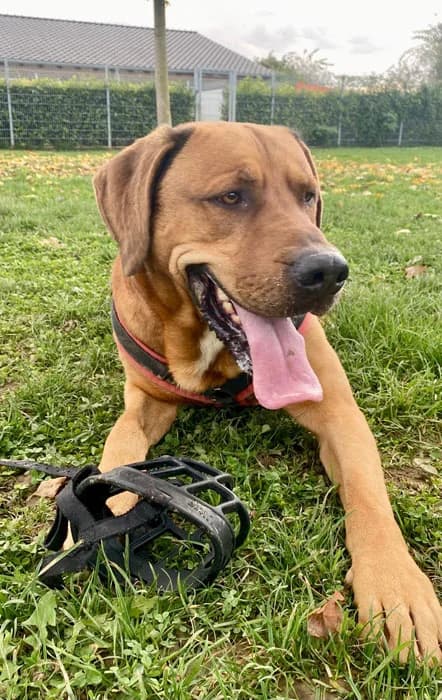 Rocco, male Rhodesian Ridgeback for adoption at Rhodesian Ridgeback in Not, Lübeck