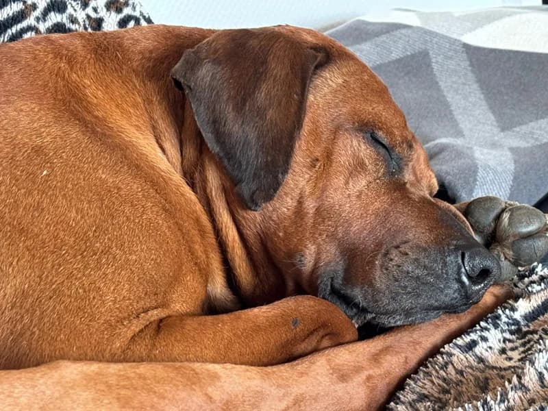 Simba, male Rhodesian Ridgeback for adoption at Rhodesian Ridgeback in Not, Lübeck