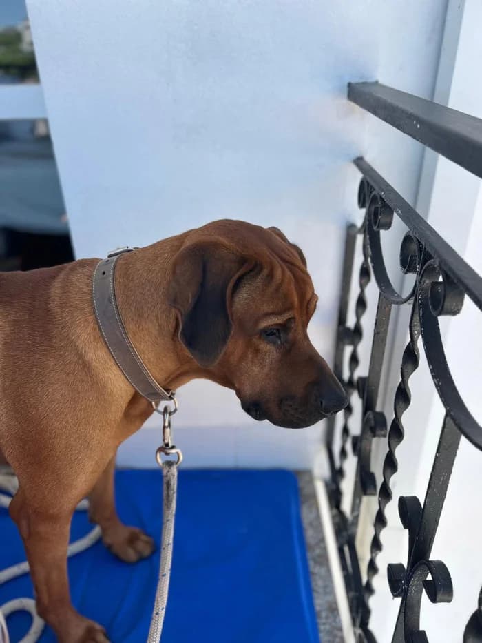 Simba, male Rhodesian Ridgeback for adoption at Rhodesian Ridgeback in Not, Lübeck