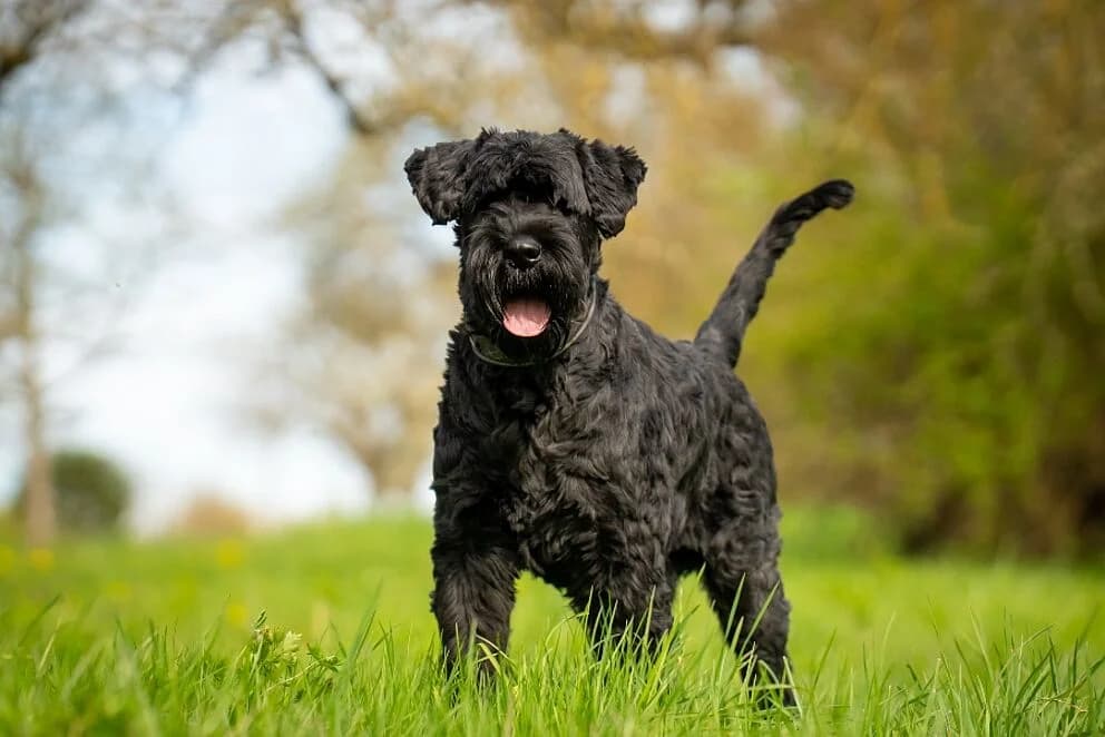 Archie, 7yo mixed breed for adoption at Riesenschnauzer Nothilfe e.V.