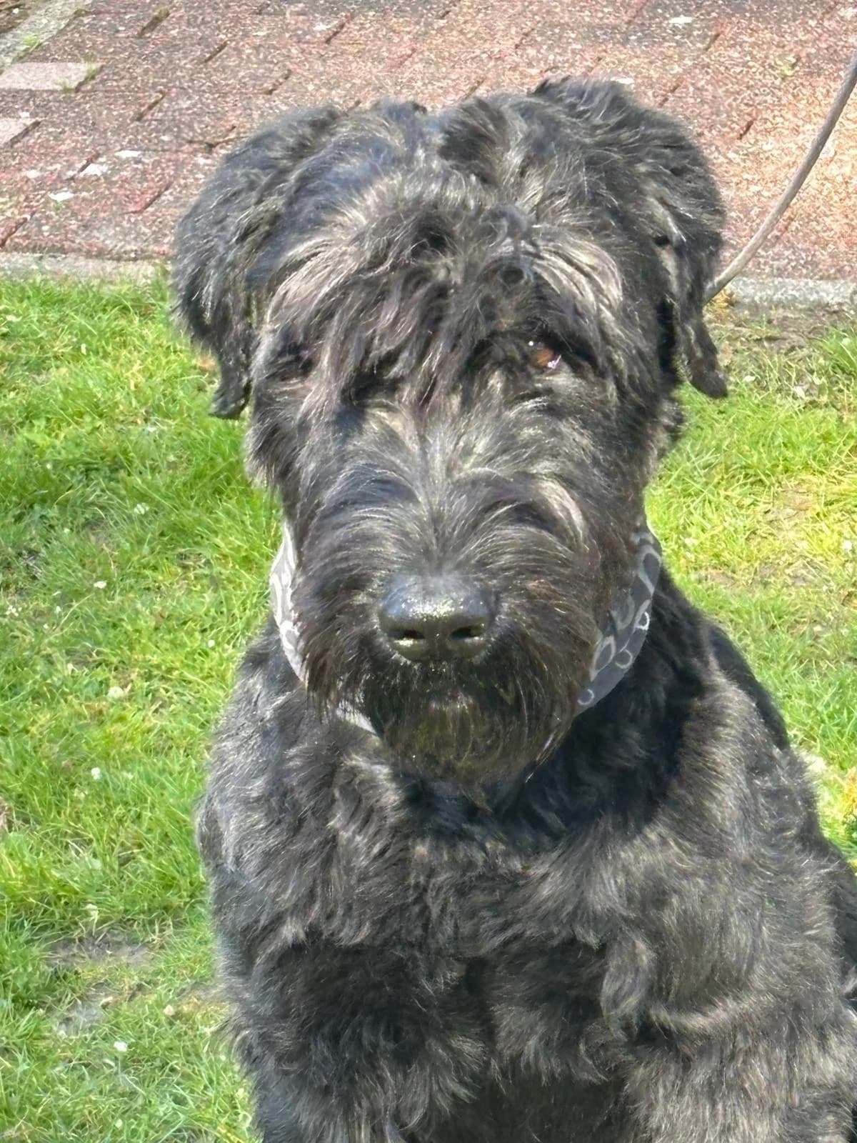 Camielo, 5yo Giant Schnauzer for adoption at Riesenschnauzer Nothilfe e.V.
