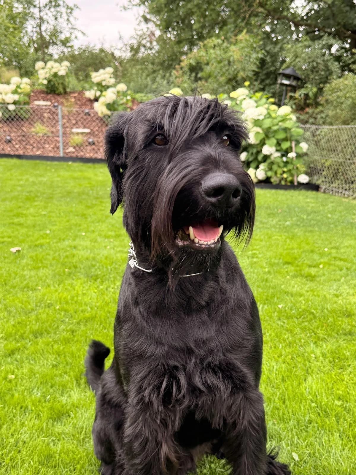 Dino, male 5yo Giant Schnauzer for adoption at Riesenschnauzer Nothilfe e.V.