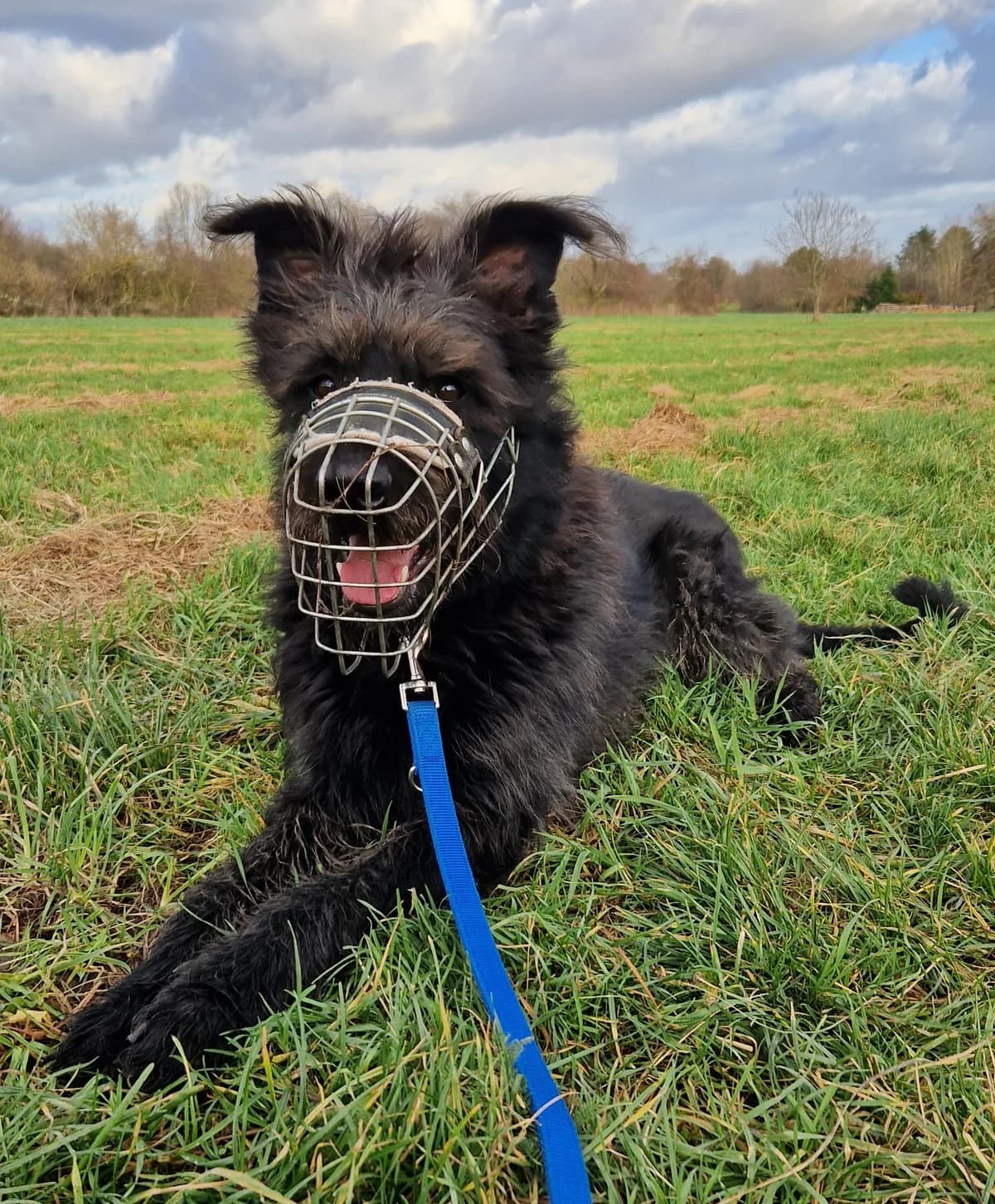 Lancelot, male senior Giant Schnauzer for adoption at Riesenschnauzer Nothilfe e.V.