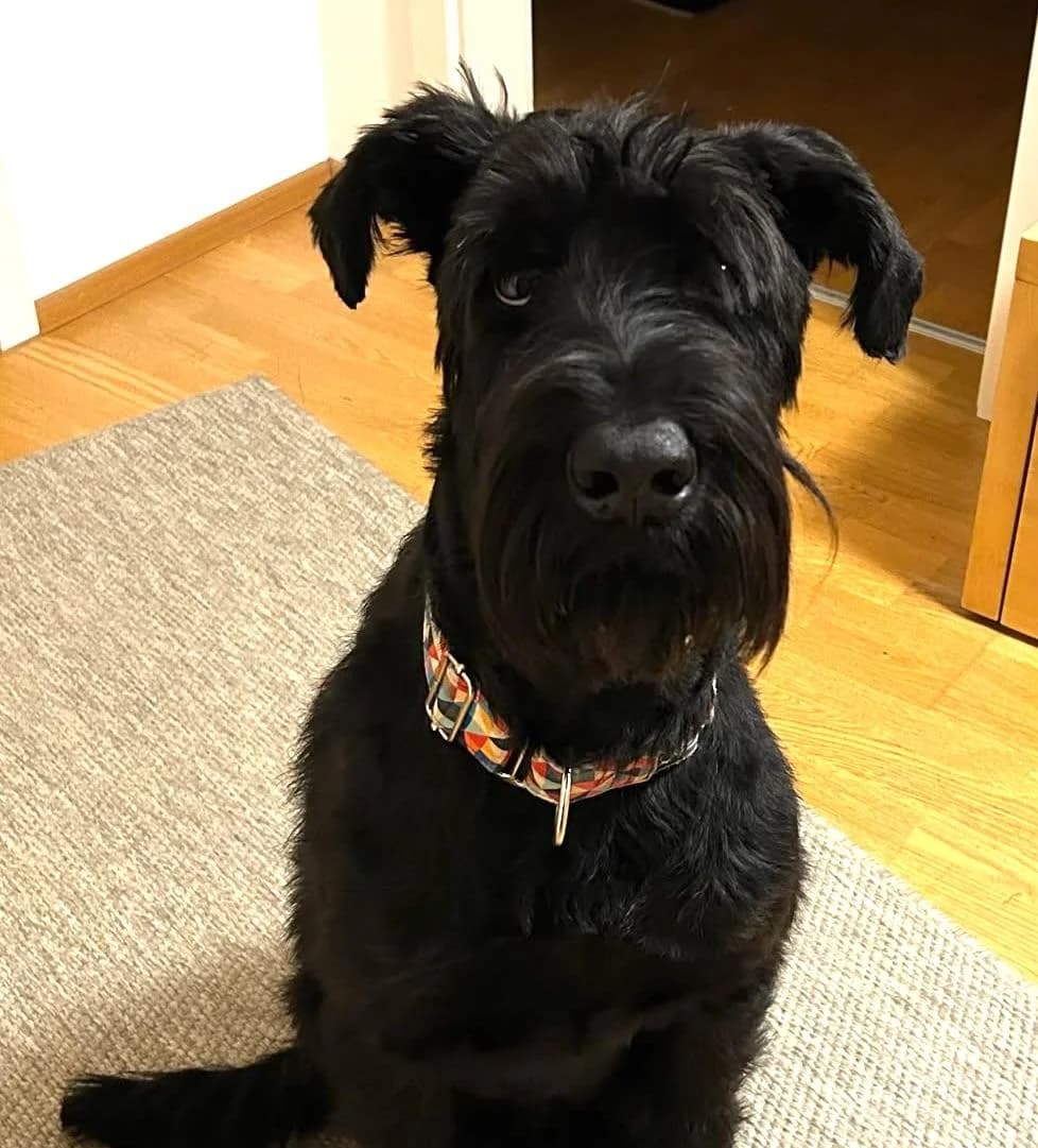 Muná, 5yo Giant Schnauzer for adoption at Riesenschnauzer Nothilfe e.V.