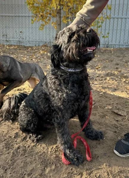 Pako, 7yo mixed breed for adoption at Riesenschnauzer Nothilfe e.V.