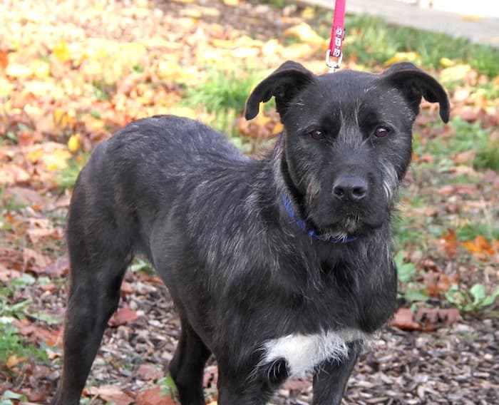 Blacky, male senior Mixed Breed for adoption at Riesenschnauzer Nothilfe e.V.