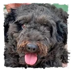 Lea, female Giant Schnauzer for adoption at Riesenschnauzernothilfe
