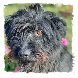 Nuschka, female Giant Schnauzer for adoption at Riesenschnauzernothilfe