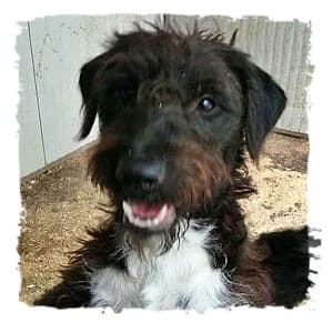 Edgar, male Giant Schnauzer for adoption at Riesenschnauzernothilfe