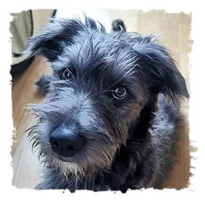 Viri, female Giant Schnauzer for adoption at Riesenschnauzernothilfe
