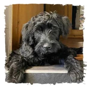 Monti, male Giant Schnauzer for adoption at Riesenschnauzernothilfe