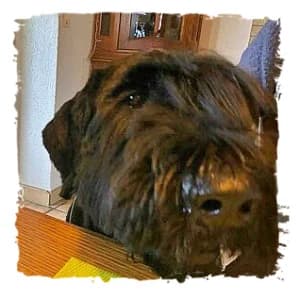 Boris, male Giant Schnauzer for adoption at Riesenschnauzernothilfe