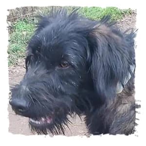 Charlie, male Giant Schnauzer for adoption at Riesenschnauzernothilfe