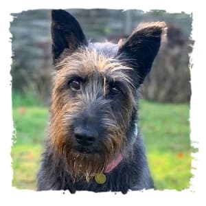 Merida, male Giant Schnauzer for adoption at Riesenschnauzernothilfe