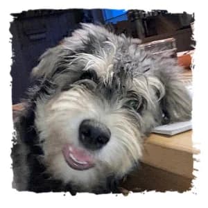 Paul, male Giant Schnauzer for adoption at Riesenschnauzernothilfe