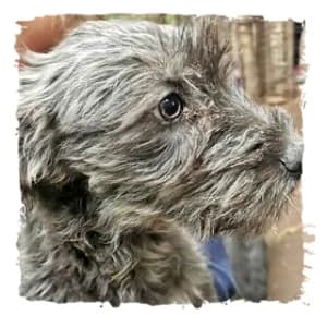 Viri, female Giant Schnauzer for adoption at Riesenschnauzernothilfe