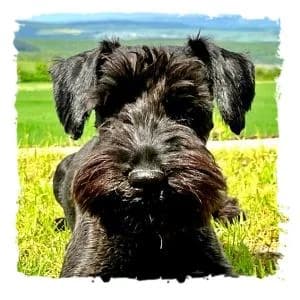 Max, male Giant Schnauzer for adoption at Riesenschnauzernothilfe