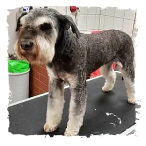 Lisa, female Giant Schnauzer for adoption at Riesenschnauzernothilfe