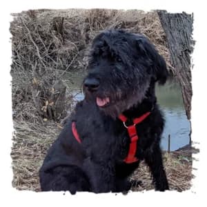 Chilly, female Giant Schnauzer for adoption at Riesenschnauzernothilfe
