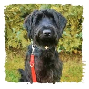 Momo, female Giant Schnauzer for adoption at Riesenschnauzernothilfe