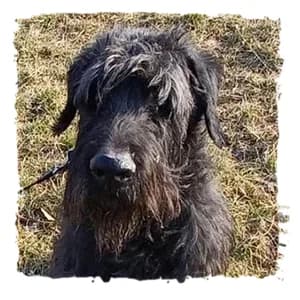 Robin, male Giant Schnauzer for adoption at Riesenschnauzernothilfe