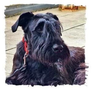 Dorka, female Giant Schnauzer for adoption at Riesenschnauzernothilfe