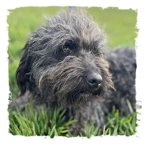 Juri, male Giant Schnauzer for adoption at Riesenschnauzernothilfe