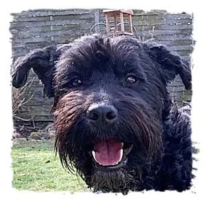 Maxi, male Giant Schnauzer for adoption at Riesenschnauzernothilfe