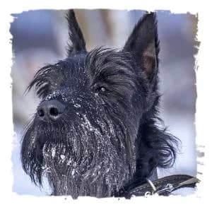 Danka, male Giant Schnauzer for adoption at Riesenschnauzernothilfe