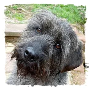 Hilde, female Giant Schnauzer for adoption at Riesenschnauzernothilfe