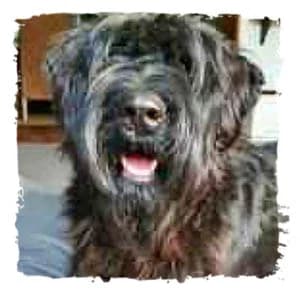 Zeus, male Giant Schnauzer for adoption at Riesenschnauzernothilfe