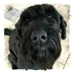 Remus, male Giant Schnauzer for adoption at Riesenschnauzernothilfe
