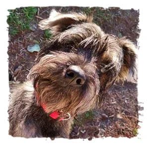 Frodo, male Giant Schnauzer for adoption at Riesenschnauzernothilfe