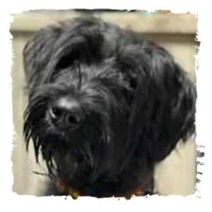 Moon, male Giant Schnauzer for adoption at Riesenschnauzernothilfe