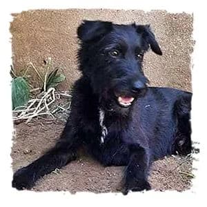 Szeder, male Giant Schnauzer for adoption at Riesenschnauzernothilfe