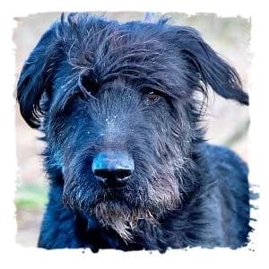 Zeus, male Giant Schnauzer for adoption at Riesenschnauzernothilfe