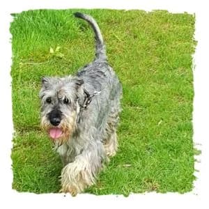 Bobo, male Giant Schnauzer for adoption at Riesenschnauzernothilfe