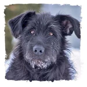 Socke, female Giant Schnauzer for adoption at Riesenschnauzernothilfe