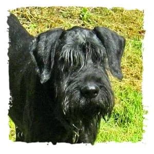 Robin, male Giant Schnauzer for adoption at Riesenschnauzernothilfe