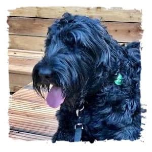Kira, female Giant Schnauzer for adoption at Riesenschnauzernothilfe