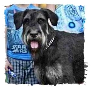 Lord, male Giant Schnauzer for adoption at Riesenschnauzernothilfe