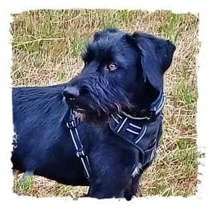 Fiete, male Giant Schnauzer for adoption at Riesenschnauzernothilfe