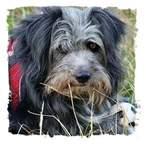 Pepper, male Giant Schnauzer for adoption at Riesenschnauzernothilfe